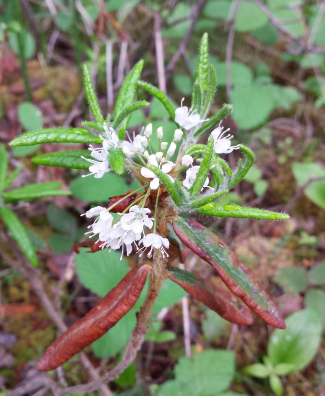 single stem with long narrow leaves and many small white flowers