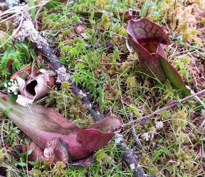 two purplish vessels with water inside