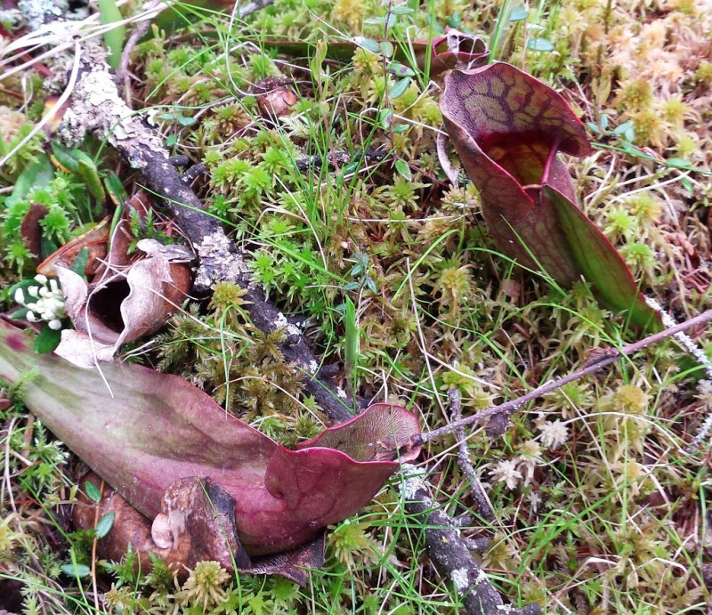 two purplish vessels with water inside