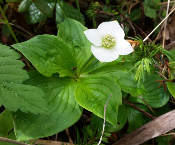 large green leaves with a smaller white flower with four petals