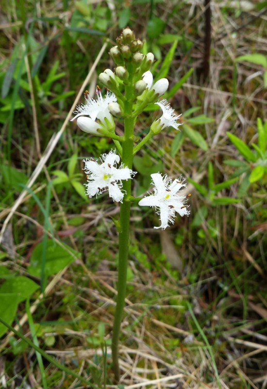 tall green stem with five-petaled hairy white flowers