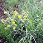 wet clump of thick grass on the right, small yellow flowers on the left