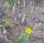 sandy area with many light brown flower stalks, and three yellow flowers in the front