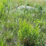grassy area with many other green plants, and a large rock in the background