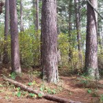 a needle-lined path through the trunks of 8 red pines