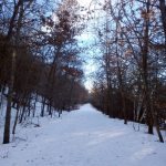 tree-lined snow path in late afternoon